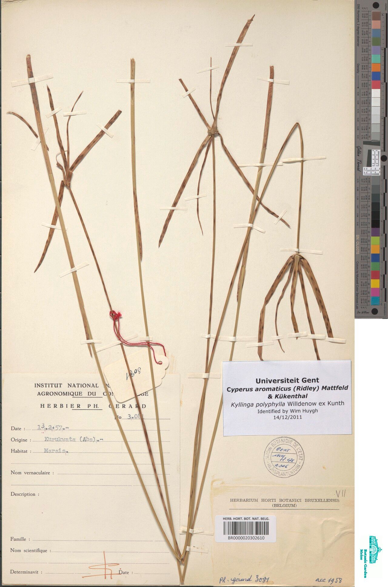 Cyperus angolensis — houseplant care guide