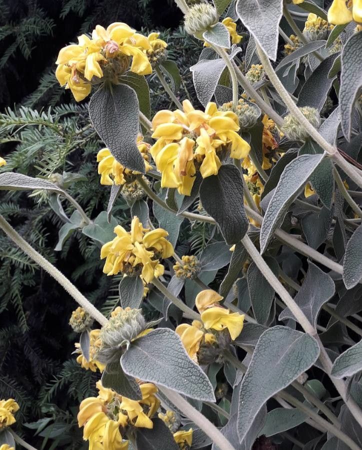 Phlomis fruticosa flower