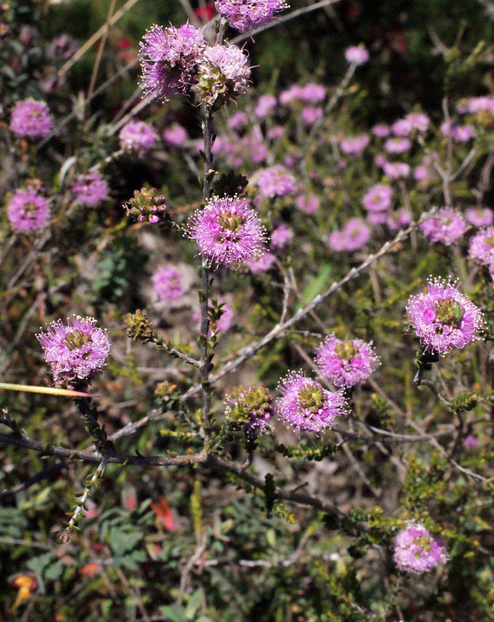 Kunzea recurva habit