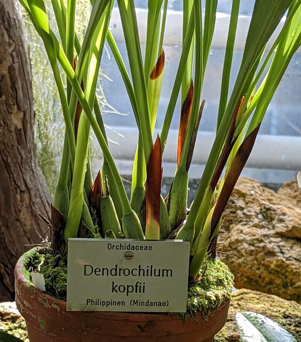 Dendrochilum kopfii bark