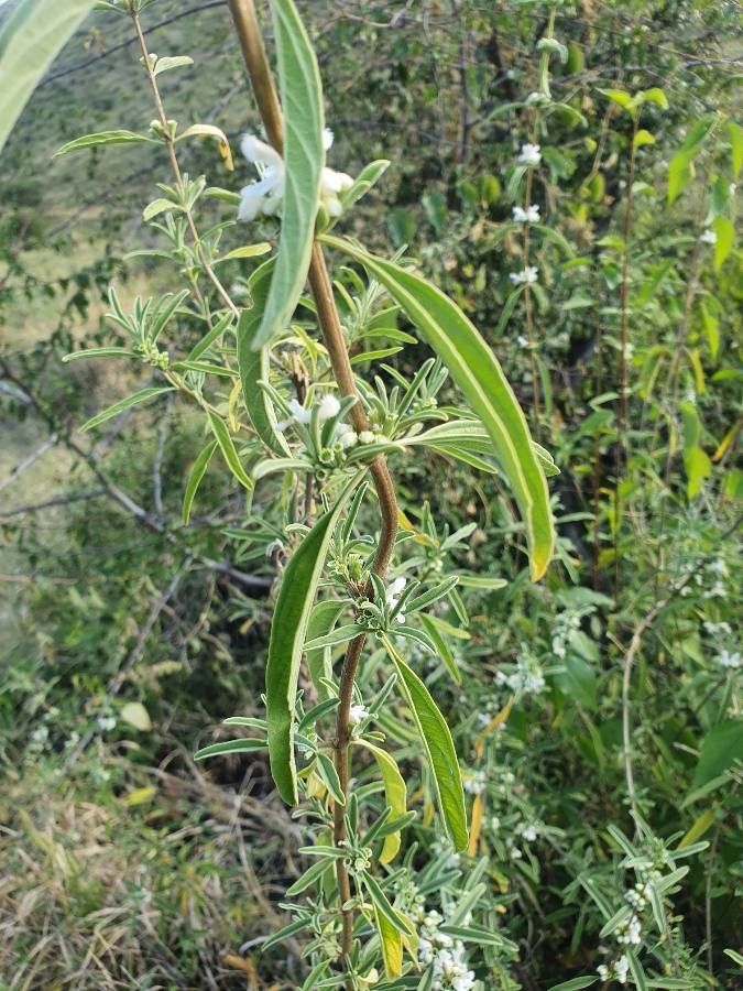 Leucas jamesii — houseplant care guide