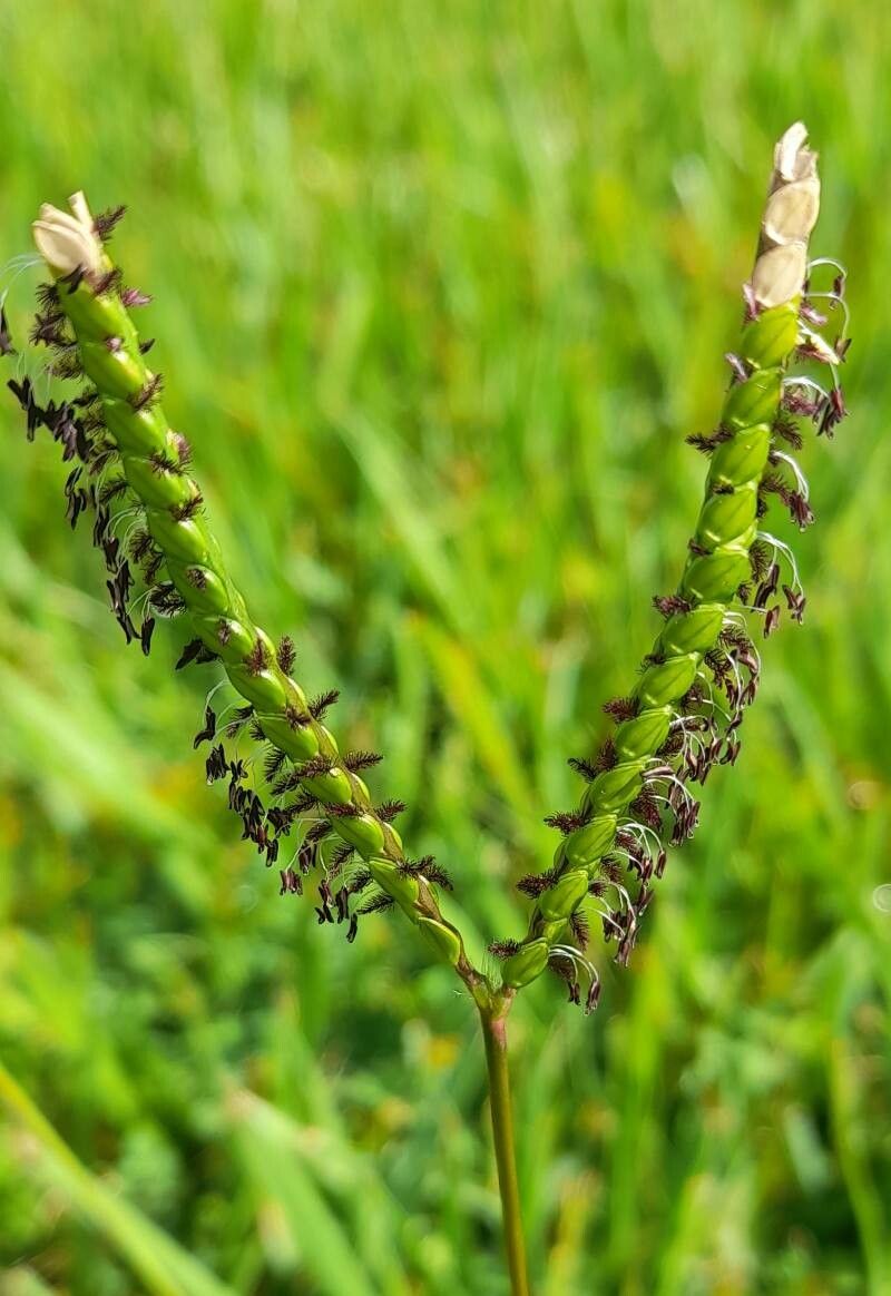 Paspalum distichum flower