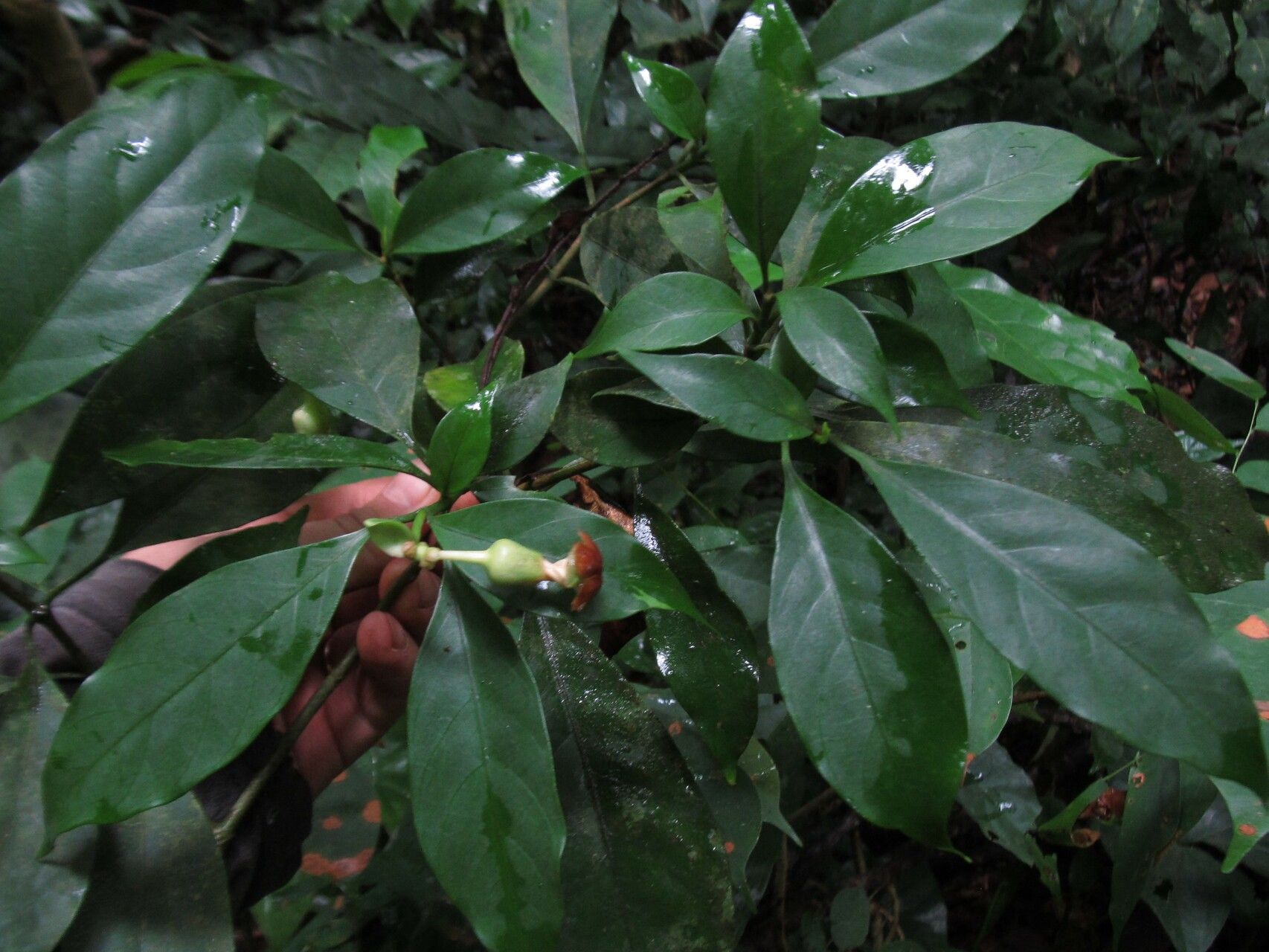 Voacanga bracteata — related species from the same genus