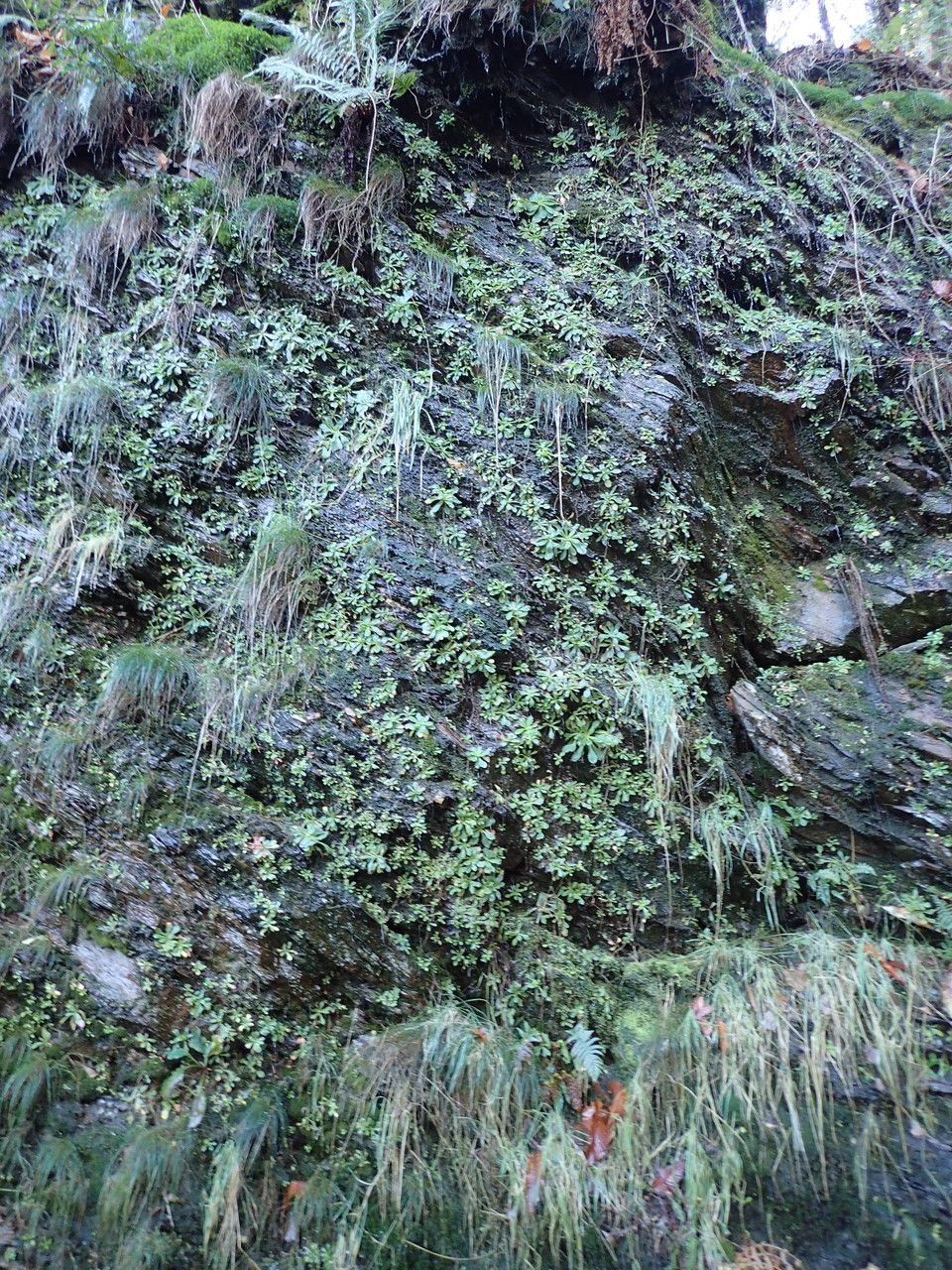 Micranthes clusii habit