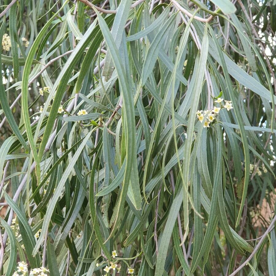 Geijera parviflora leaf