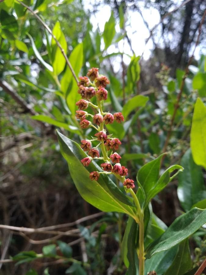 Coriaria myrtifolia flower