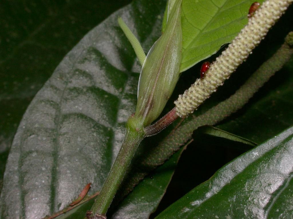 Piper generalense bark