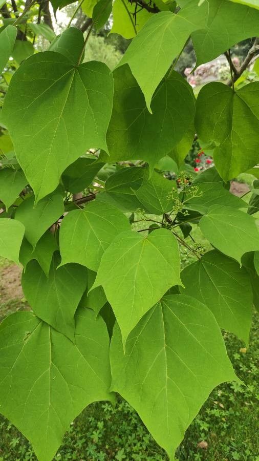 Catalpa fargesii
