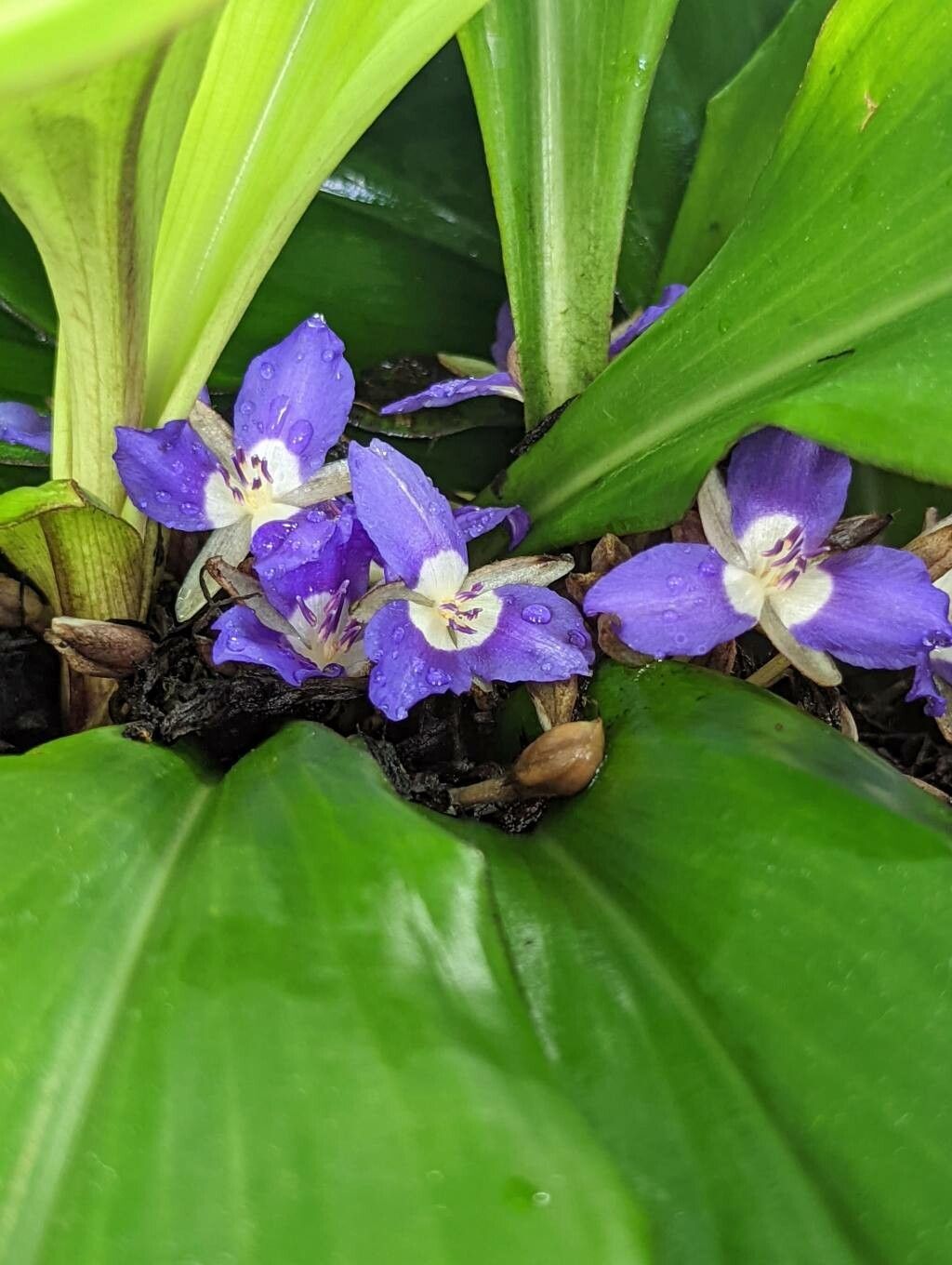 Dichorisandra acaulis flower