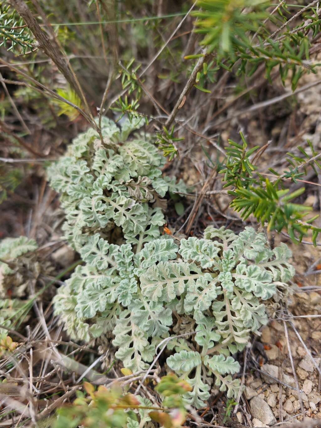 Scabiosa turolensis — houseplant care guide
