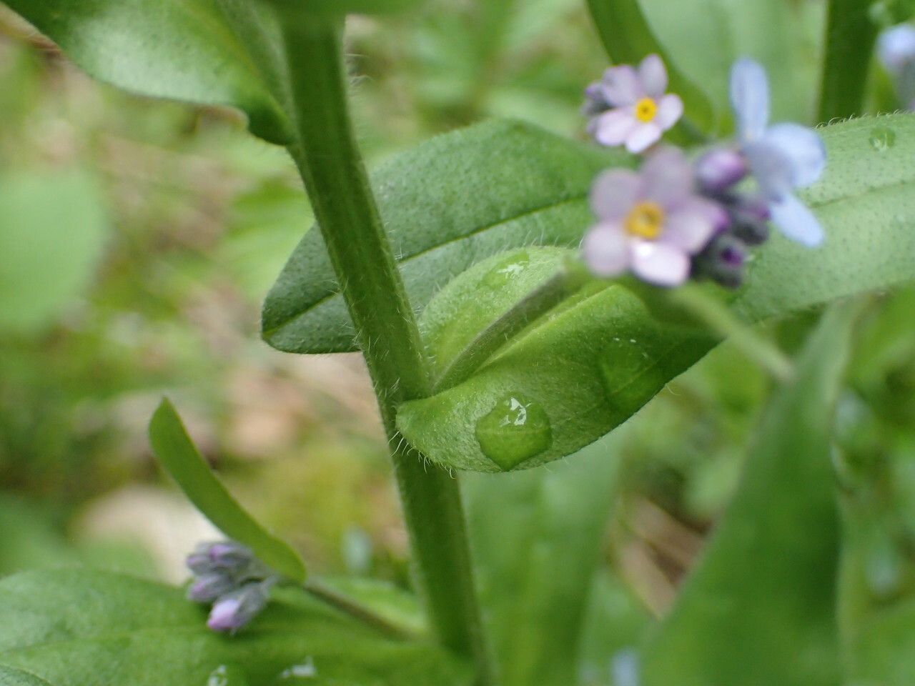 Myosotis decumbens — houseplant care guide