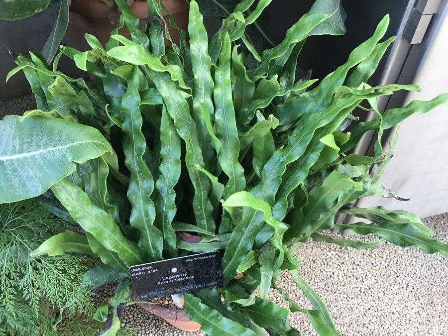 Lepisorus amaurolepidus — related species from the same genus