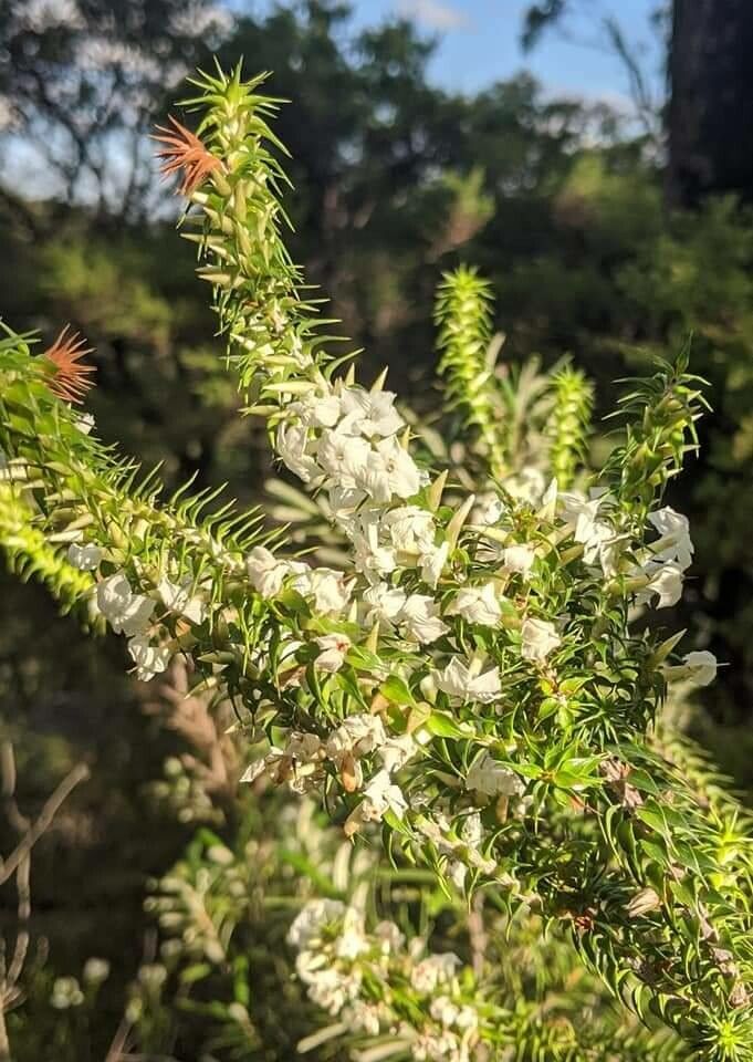 Woollsia pungens flower