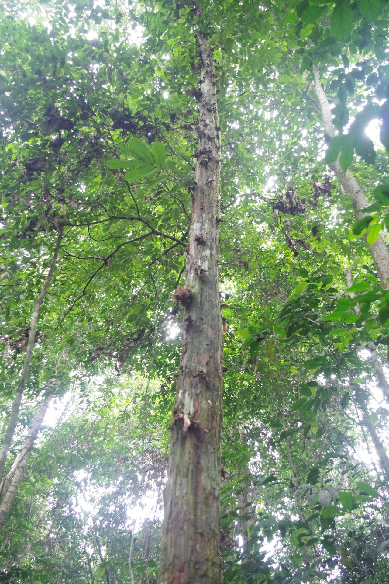 Piptostigma macranthum bark
