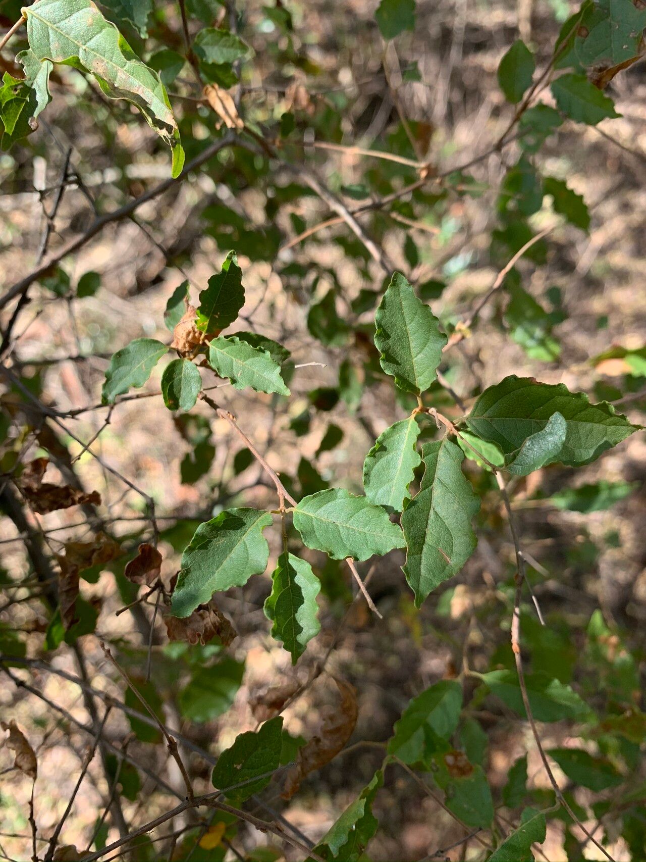 Combretum padoides leaf