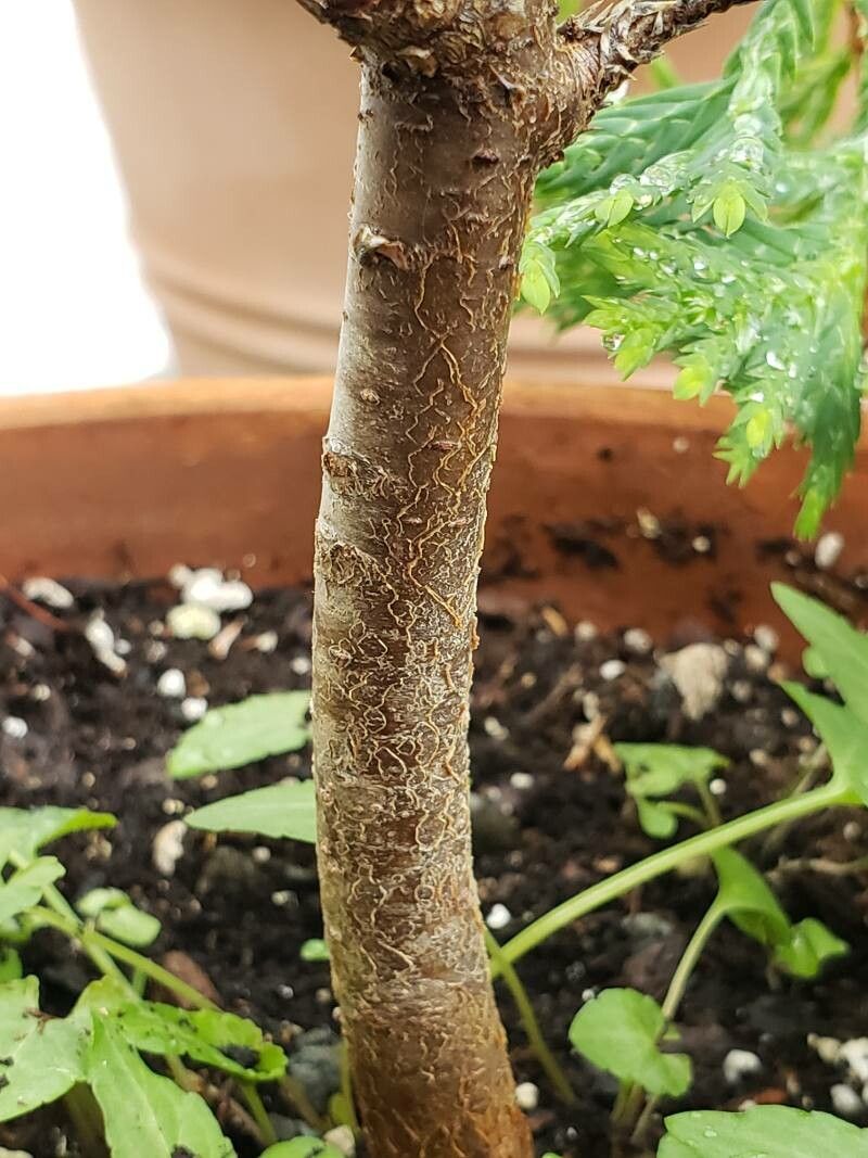 Cupressus vietnamensis bark