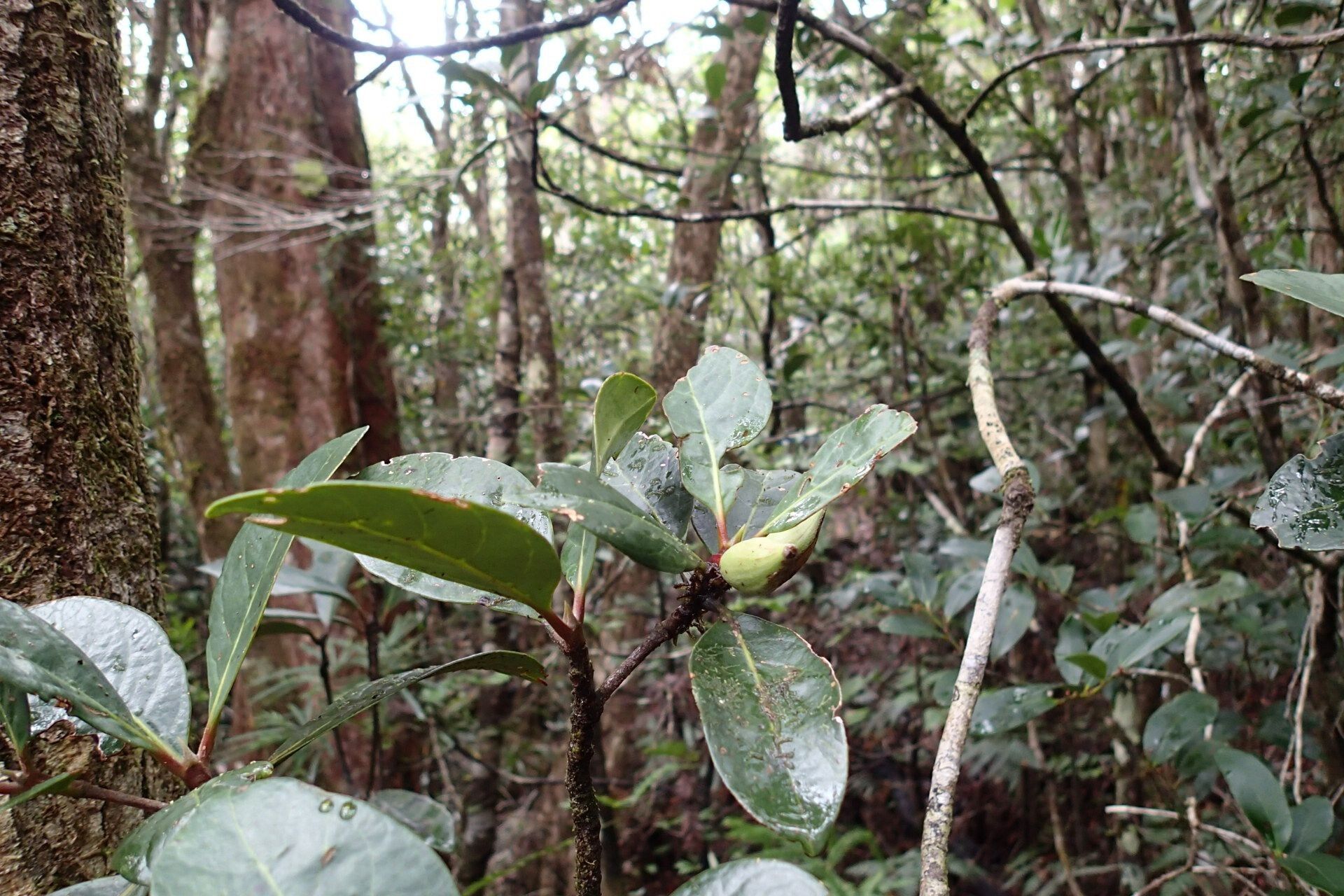 Guettarda heterosepala habit