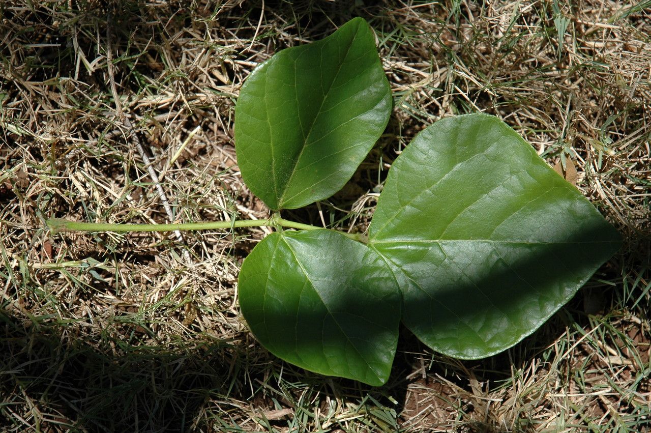 Erythrina sandwicensis — search result for 'Erythrina'