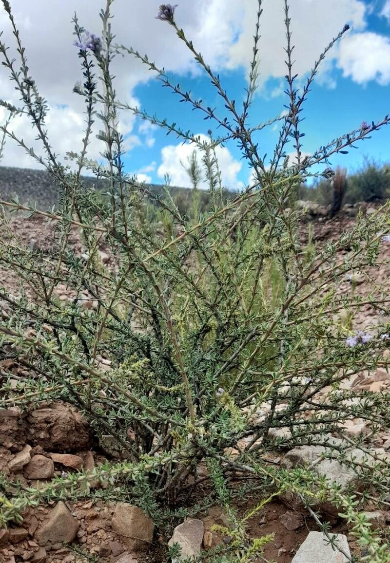 Mulguraea asparagoides habit