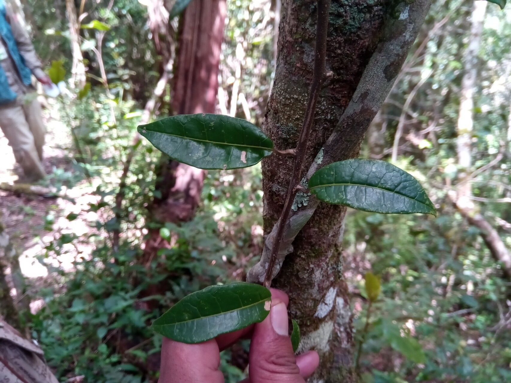 Solanum madagascariense leaf