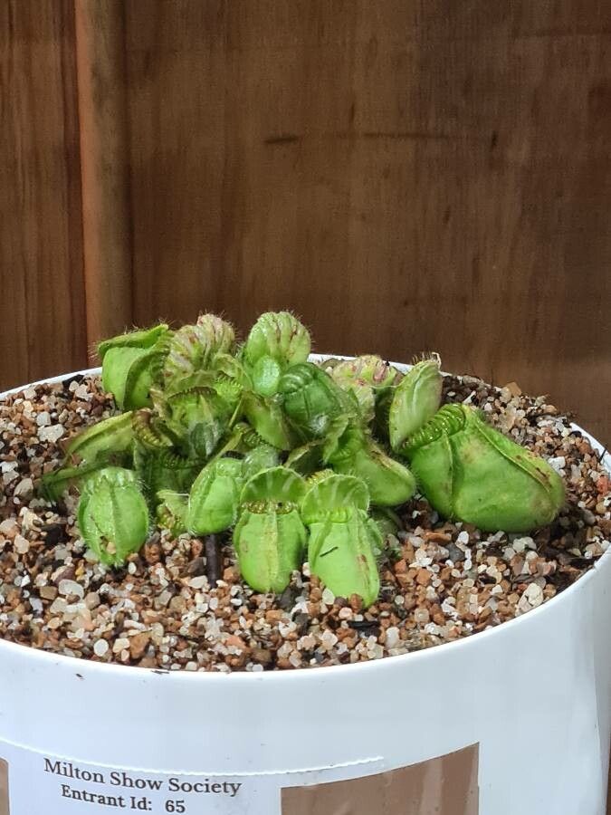 Cephalotus follicularis bark