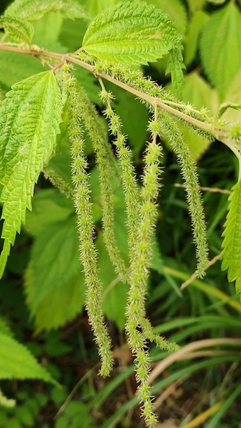 Boehmeria sieboldiana fruit
