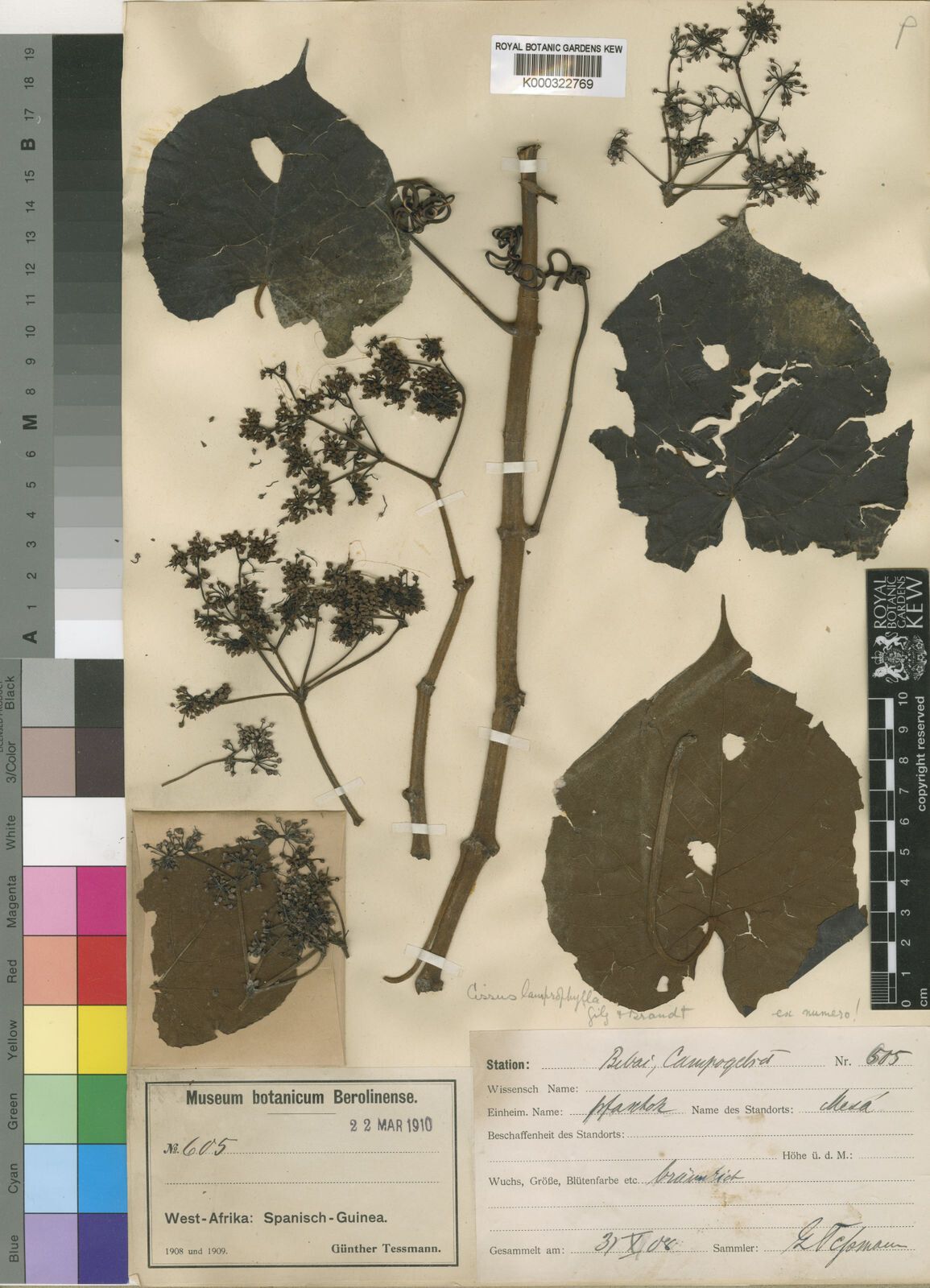 Cissus lamprophylla — houseplant care guide