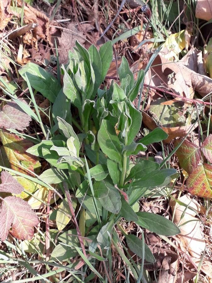 Lepidium draba — search result for 'Brassicaceae'