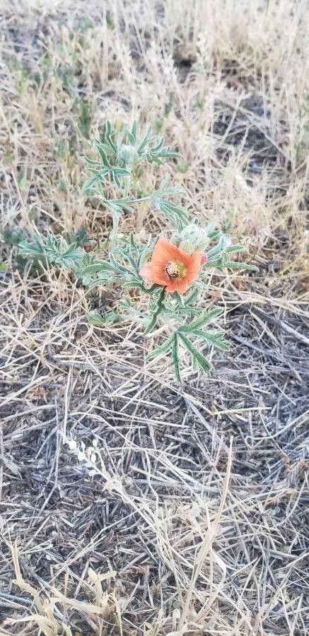 Sphaeralcea rusbyi — houseplant care guide