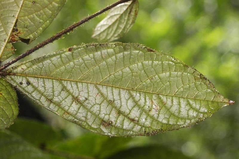 Cordia nodosa leaf