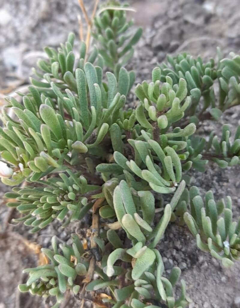 Polygala salasiana — search result for 'Polygala'