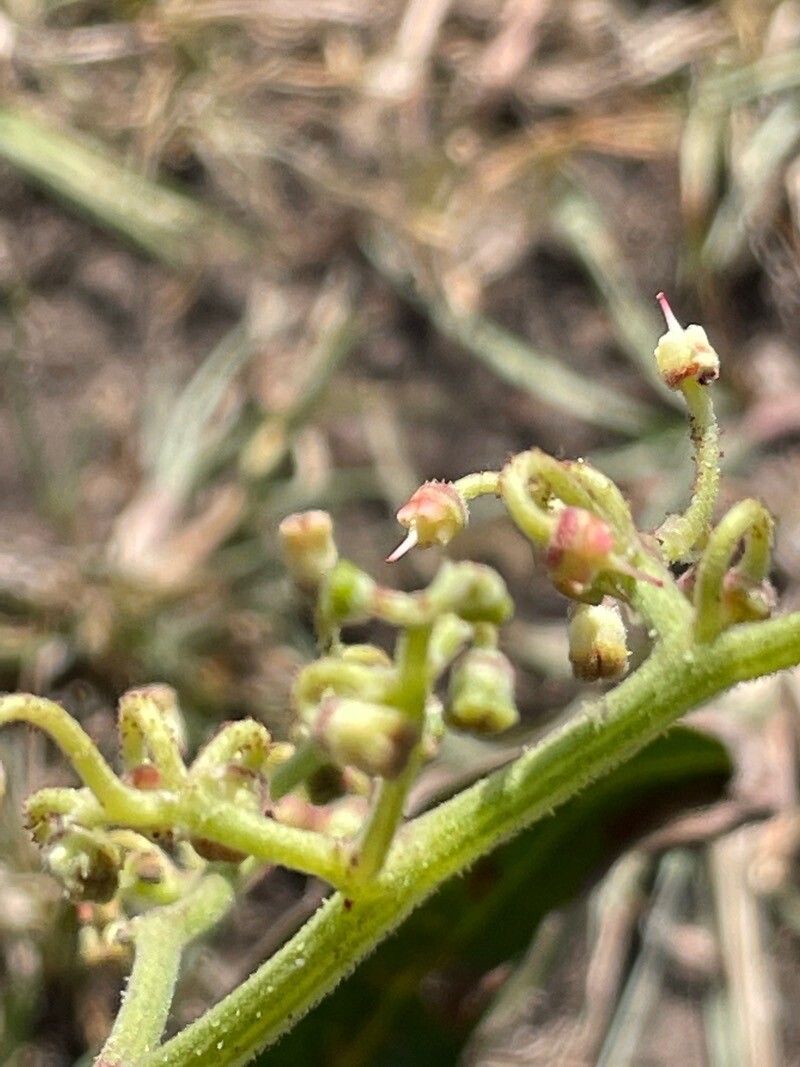 Cyphostemma serpens flower