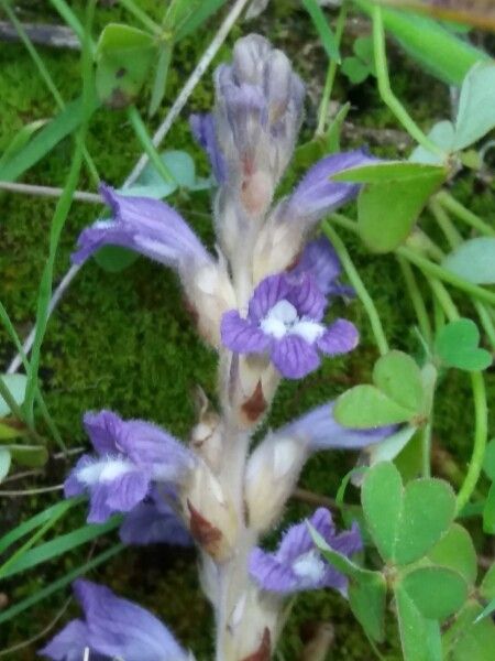 Phelipanche ramosa bark