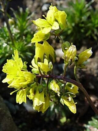 Draba corrugata — houseplant care guide