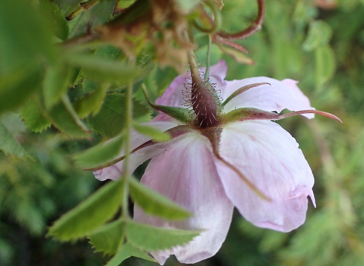 Rosa chavinii flower