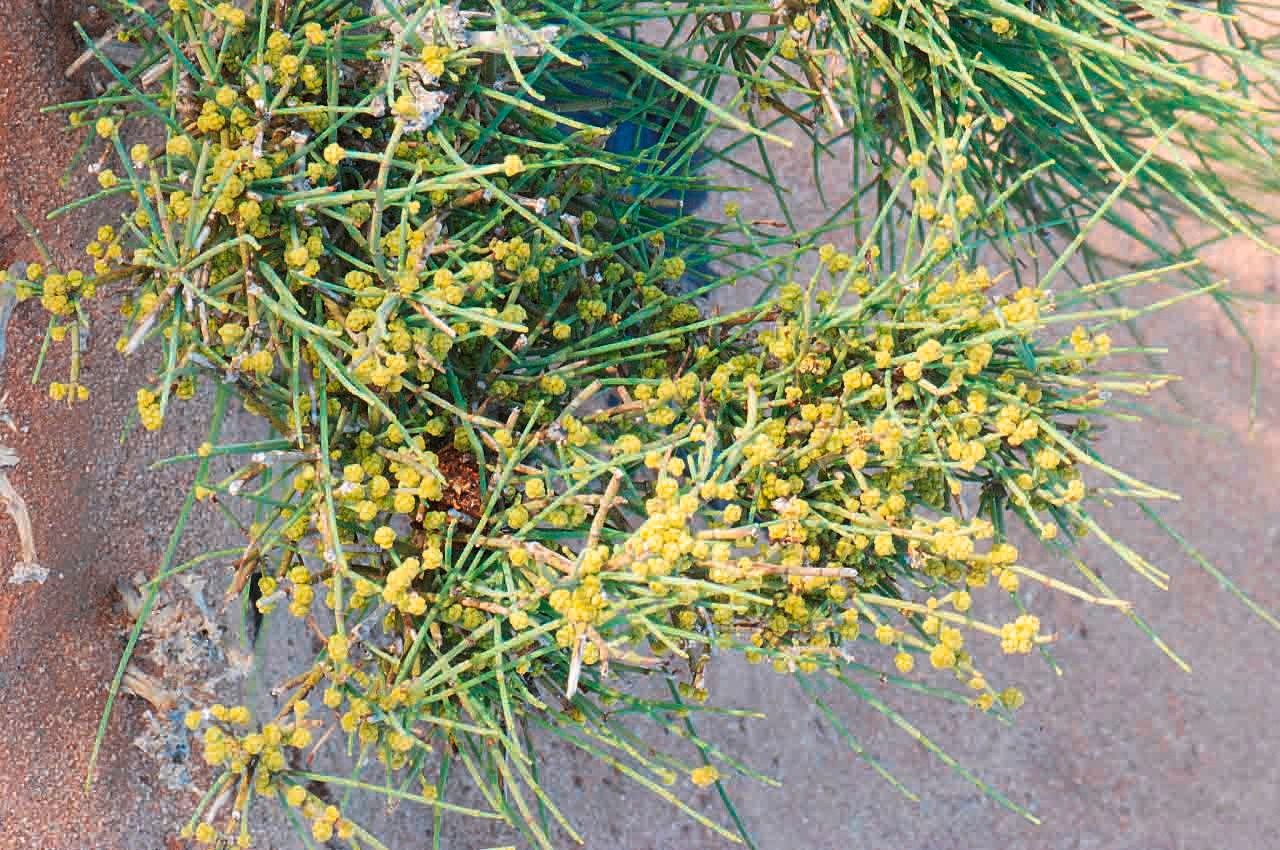 Ephedra alata — related species from the same genus