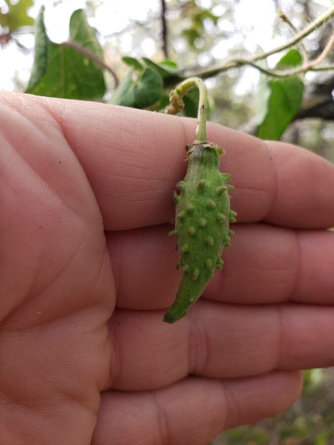 Matelea pubiflora fruit