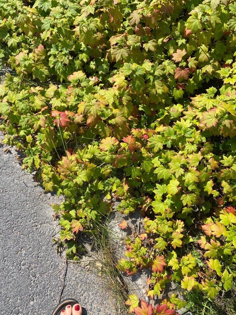 Ribes laxiflorum leaf