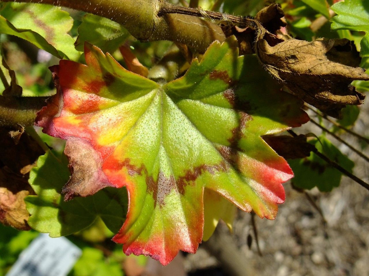 Pelargonium fulgidum leaf