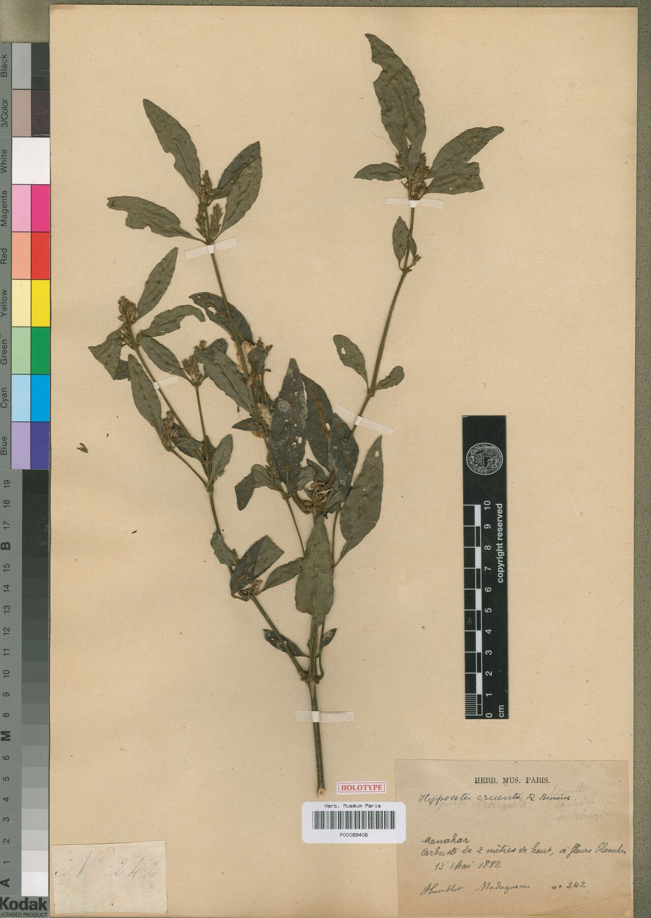 Hypoestes cruenta — houseplant care guide