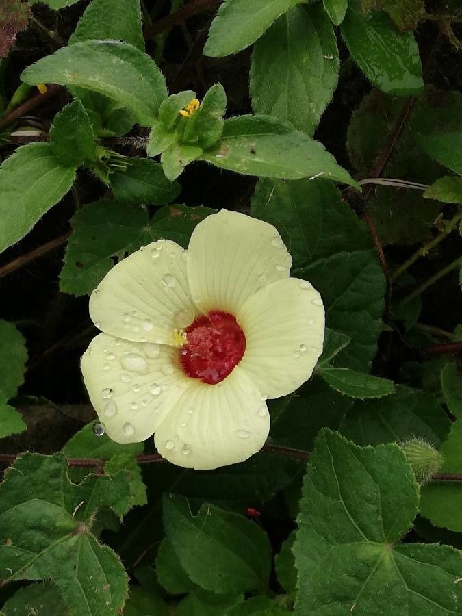 Pavonia cancellata flower