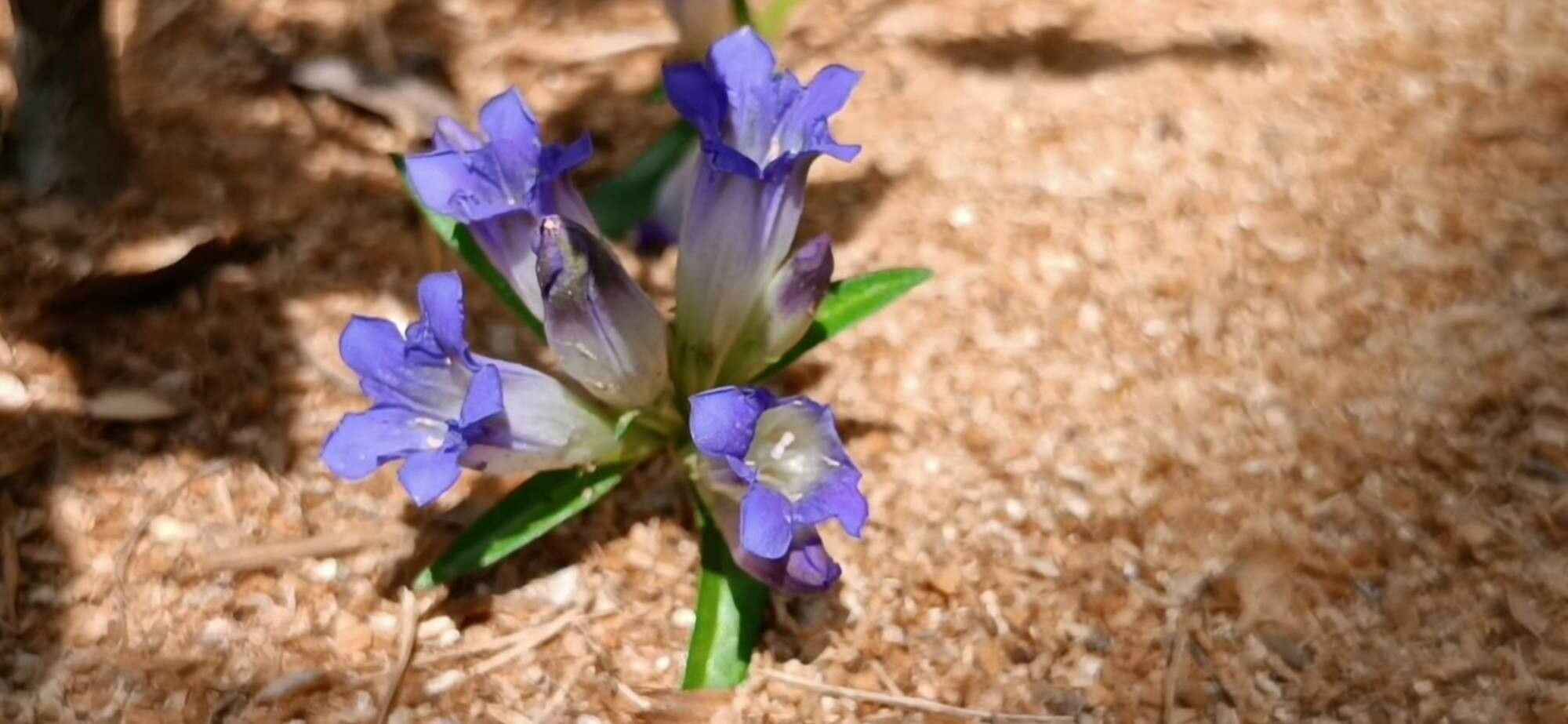 Gentiana macrophylla — search result for 'Kazakhstan'