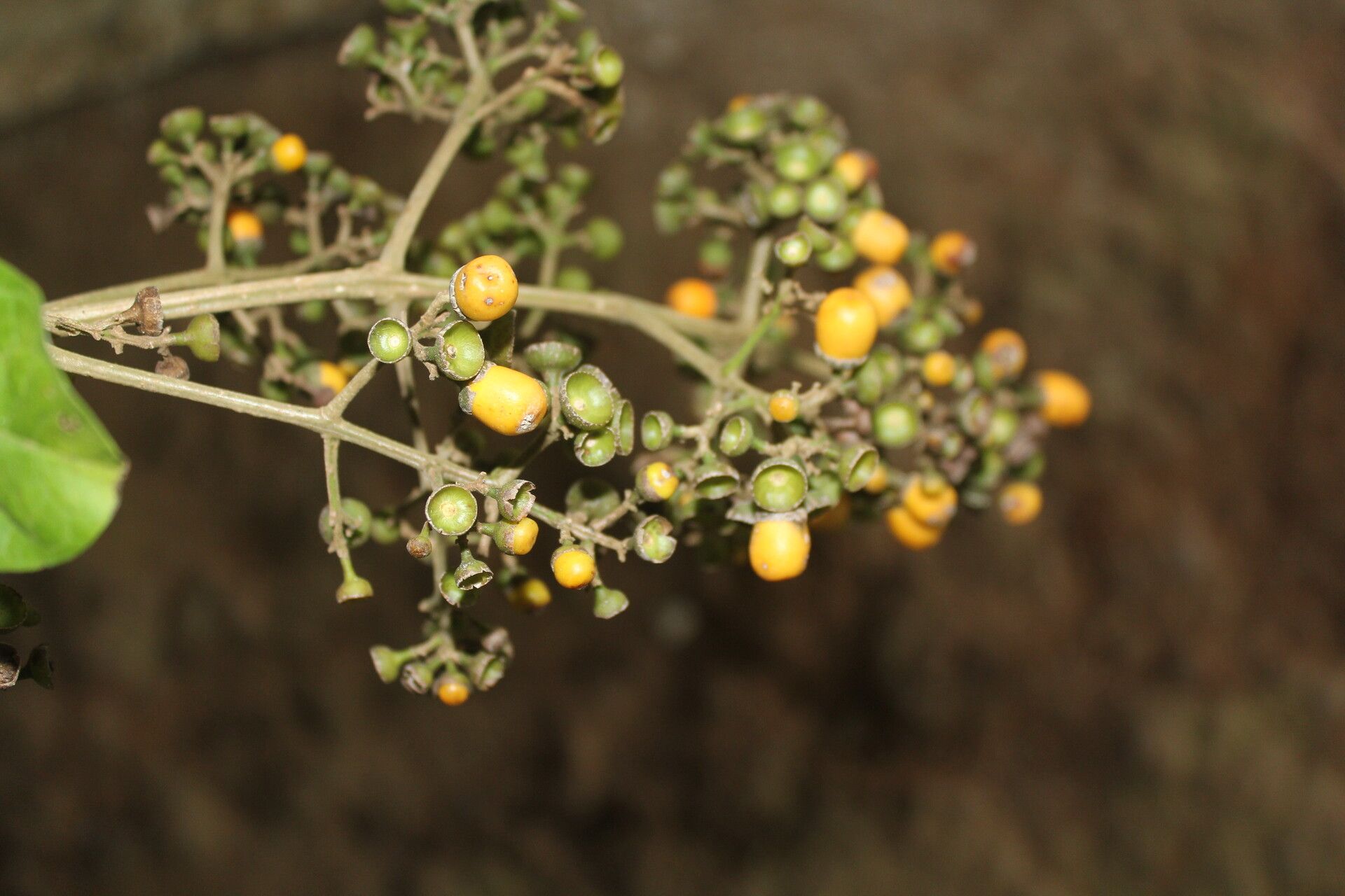 Aegiphila mollis fruit