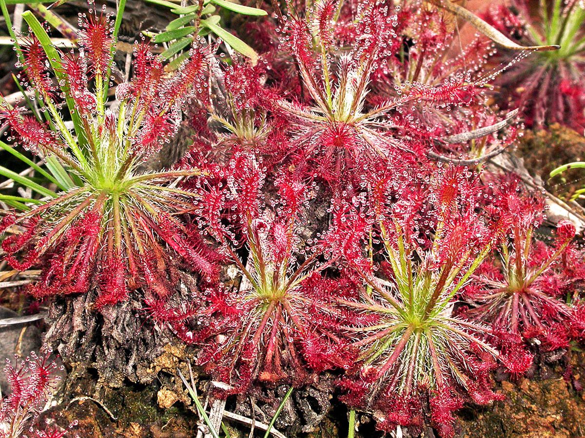 Drosera neocaledonica habit