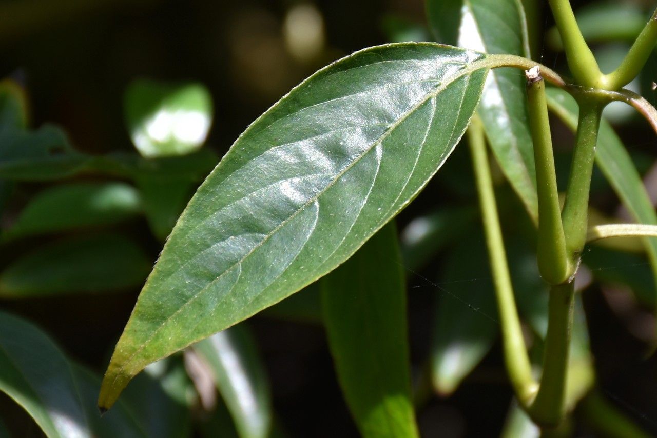 Barleria observatrix leaf