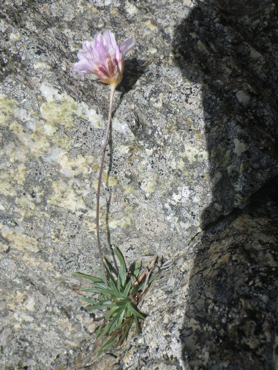 Armeria multiceps habit