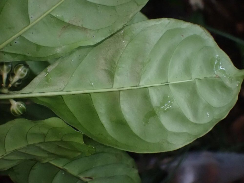 Psychotria callensii — houseplant care guide