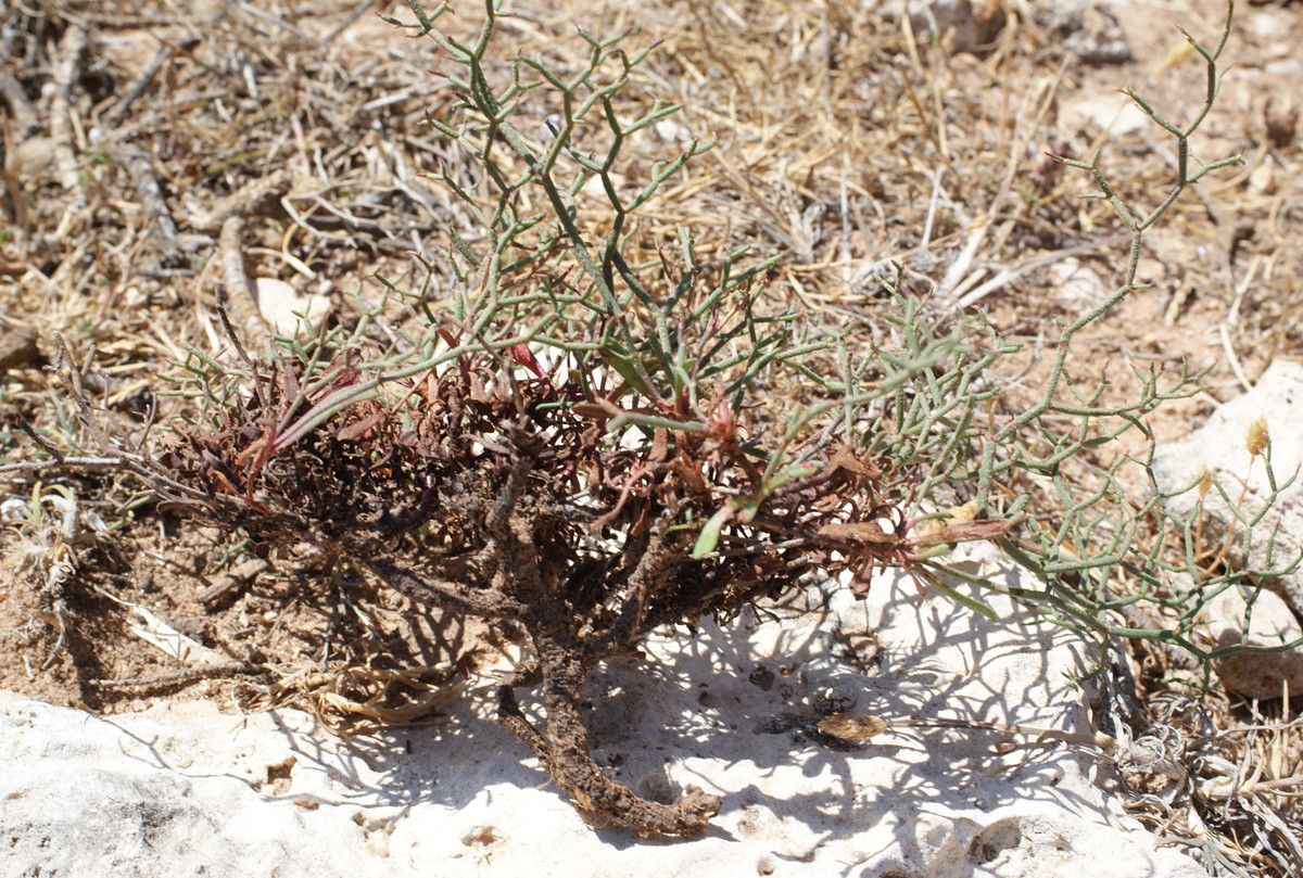 Limonium fontqueri habit