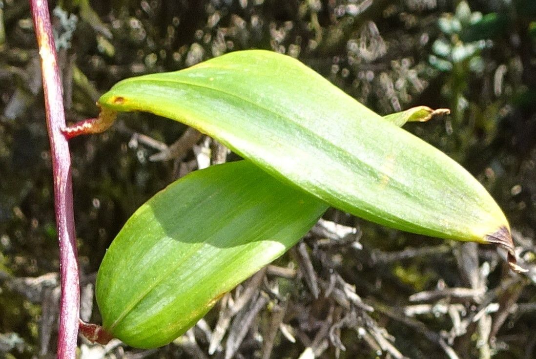 Bomarea crassifolia — related species from the same genus