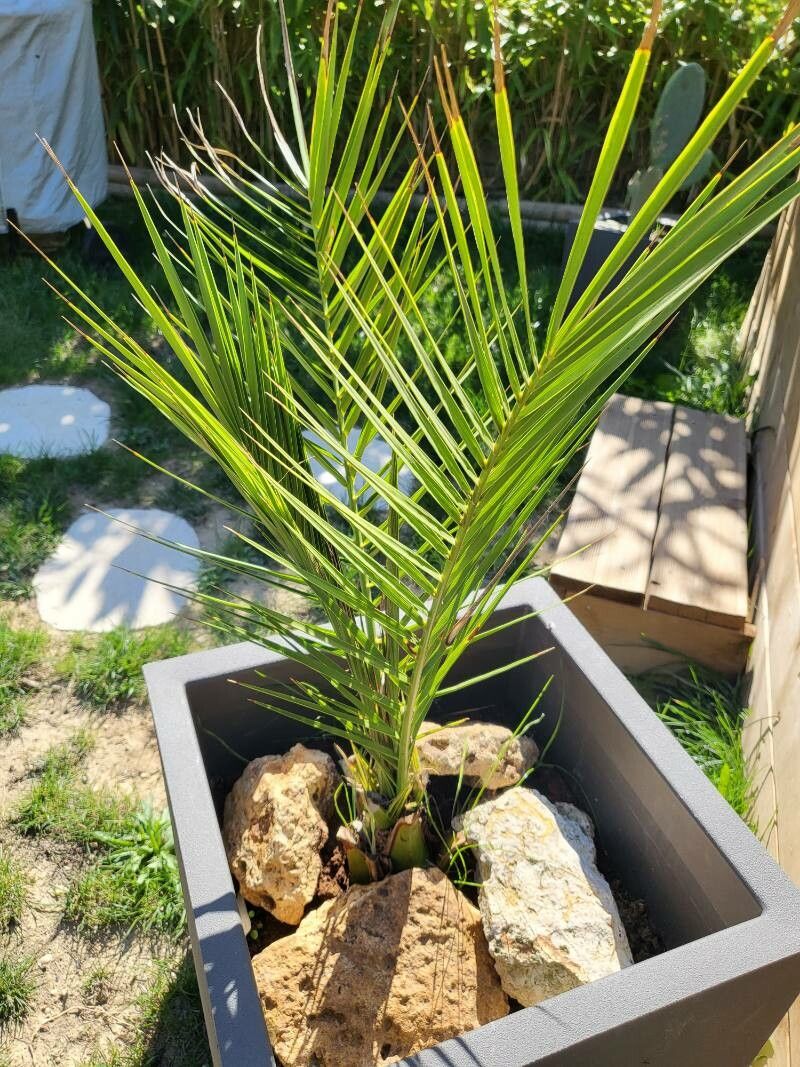 Phoenix canariensis flower
